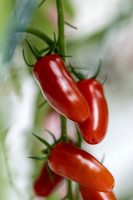 Tomato_DRTC8120_41