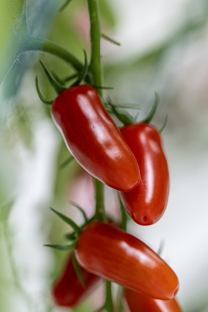 Tomato_DRTC8120_41