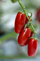 Tomato_DRTC8120_47