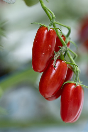 Tomato_DRTC8120_47