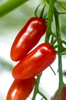 Tomato_DRTC8120_65