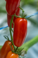 Tomato_DRTC8120_51