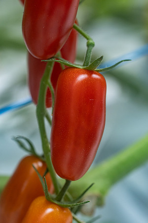 Tomato_DRTC8120_51
