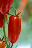 Tomato_DRTC8120_62