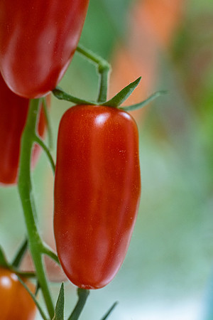 Tomato_DRTC8120_62