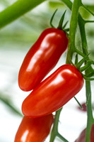 Tomato_DRTC8120_72