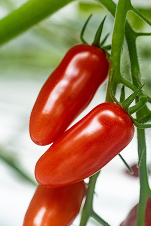 Tomato_DRTC8120_72