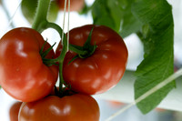 Tomato_Riboski_514