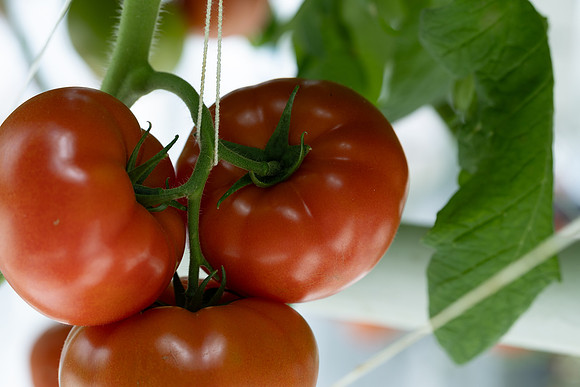 Tomato_Riboski_514