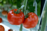 Tomato_Riboski_698