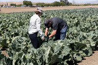 Cauliflower_Kurdivex_CA_0009