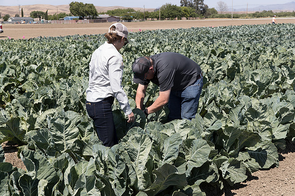 Cauliflower_Kurdivex_CA_0009