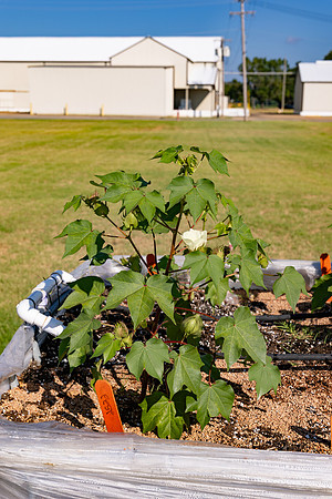 2522_CottonRootStudy_ScottMS_4