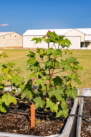 2127_CottonRootStudy_ScottMS_3