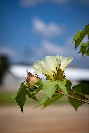 2522_CottonRootStudy_ScottMS_29