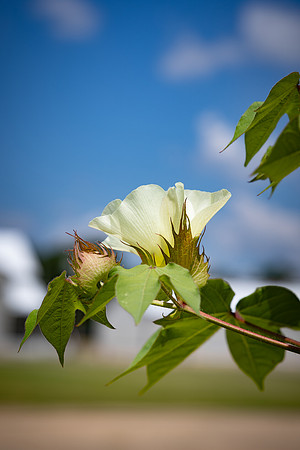 2522_CottonRootStudy_ScottMS_32