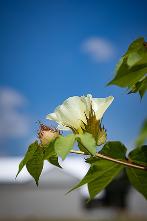 2522_CottonRootStudy_ScottMS_38