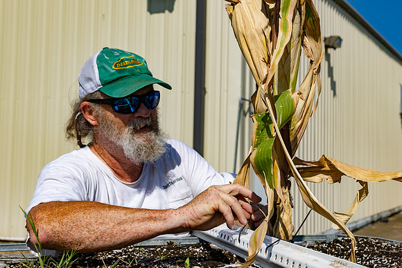 CornRootStudy_ScottMS_5