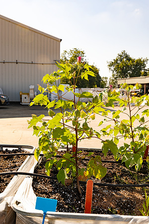 2537_CottonRootStudy_ScottMS_8