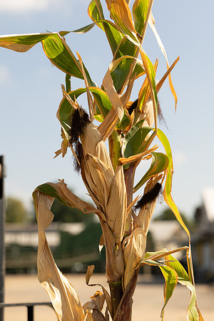 CornRootStudy_ScottMS_10