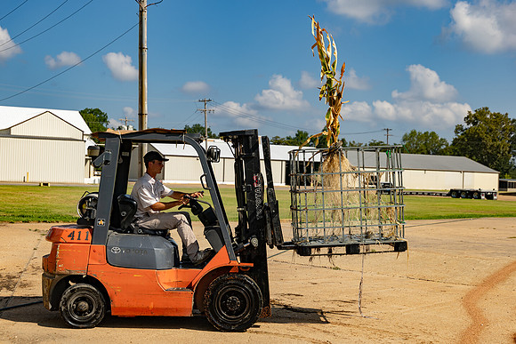 CornRootStudy_ScottMS_154