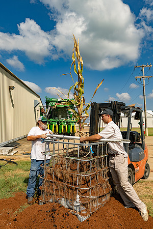 CornRootStudy_ScottMS_190