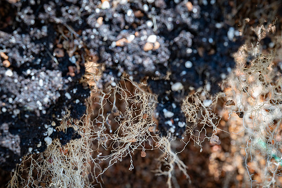 CornRootStudy_ScottMS_289