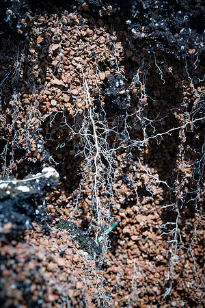 CornRootStudy_ScottMS_293