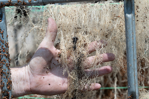 CornRootStudy_ScottMS_322