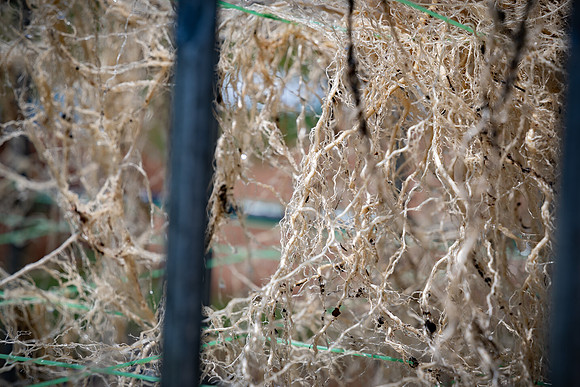 CornRootStudy_ScottMS_374