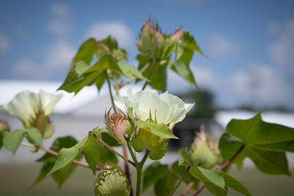CottonRootStudy_ScottMS_80