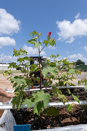 CottonRootStudy_ScottMS_96