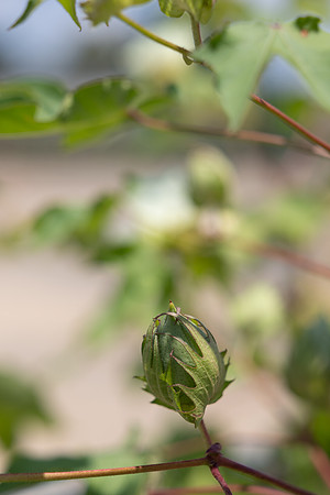 CottonRootStudy_ScottMS_101