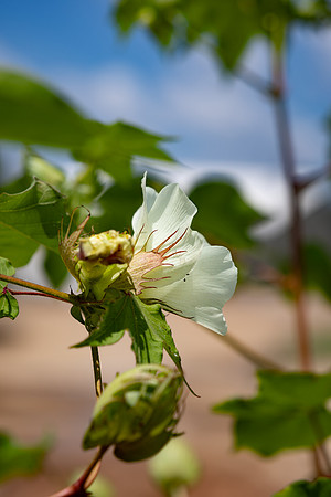 CottonRootStudy_ScottMS_111