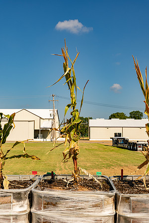 DKC86-35_CornRootStudy_ScottMS_5