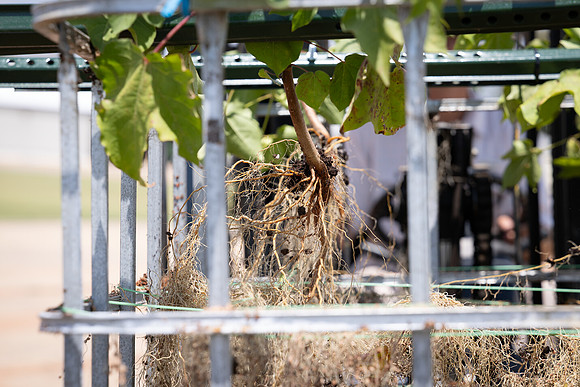 CottonRootStudy_ScottMS_170