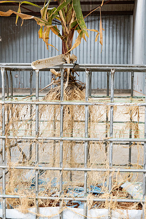 DKC86-35_CornRootStudy_ScottMS_20