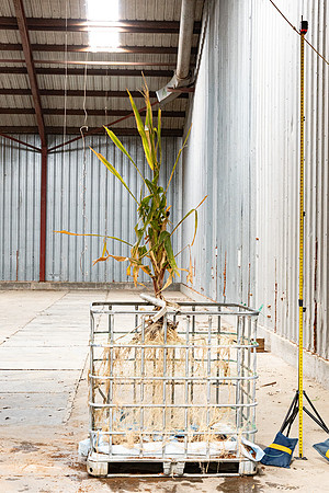 DKC86-35_CornRootStudy_ScottMS_10
