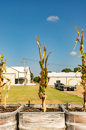 DKC110-60_CornRootStudy_ScottMS_6