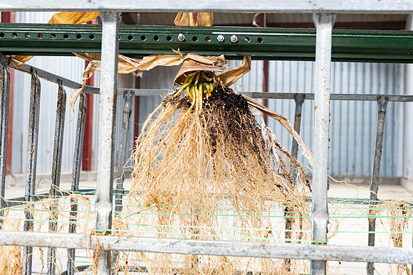DKC110-60_CornRootStudy_ScottMS_16