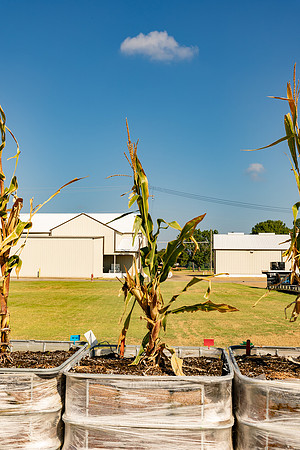 DKC113-60_CornRootStudy_ScottMS_6