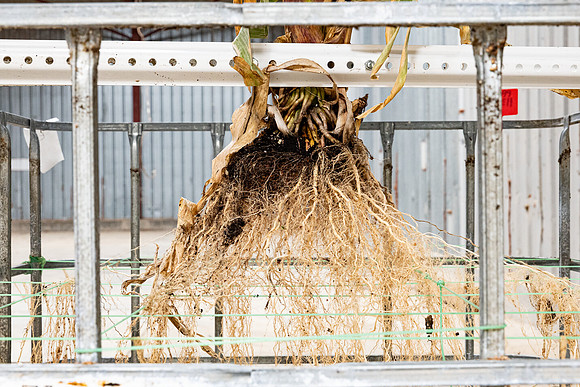 DKC113-60_CornRootStudy_ScottMS_17
