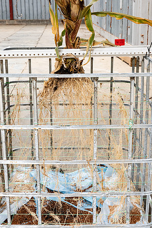 DKC113-60_CornRootStudy_ScottMS_23