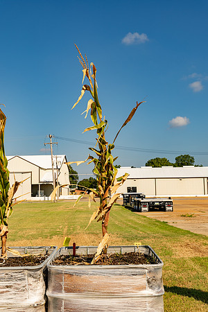 DKC114-99_CornRootStudy_ScottMS_6