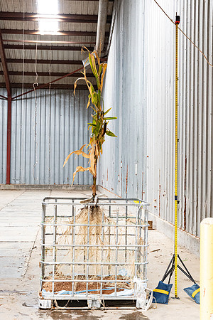 DKC114-99_CornRootStudy_ScottMS_9