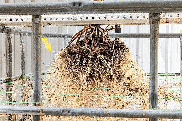 DKC114-99_CornRootStudy_ScottMS_20
