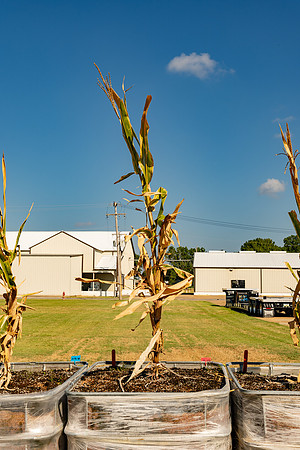 DKC115-55_CornRootStudy_ScottMS_6