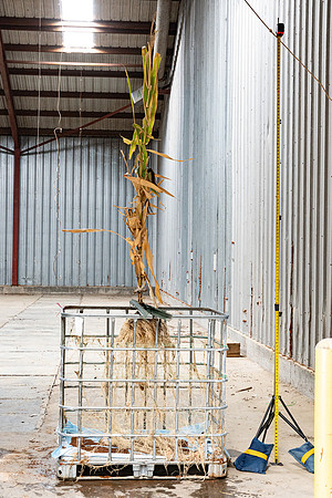 DKC115-55_CornRootStudy_ScottMS_11