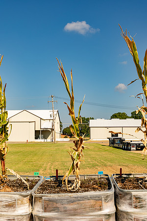 DKC116-20_CornRootStudy_ScottMS_6