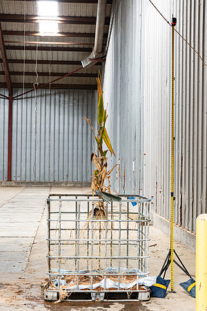 DKC116-20_CornRootStudy_ScottMS_11